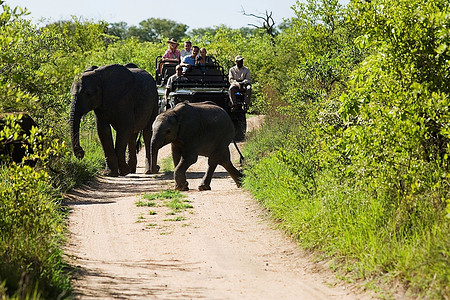 两头大象穿过公路吉普车，背景是游客