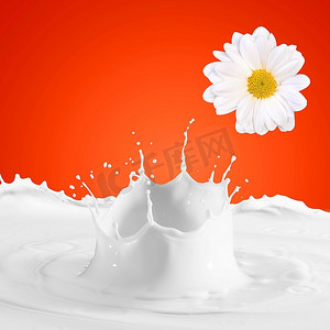 彩色背景下的牛奶溅起甘菊的图像