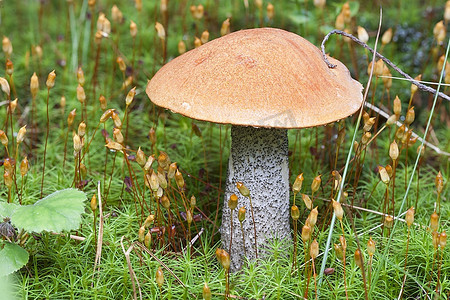 白桦蘑菇挪威林地