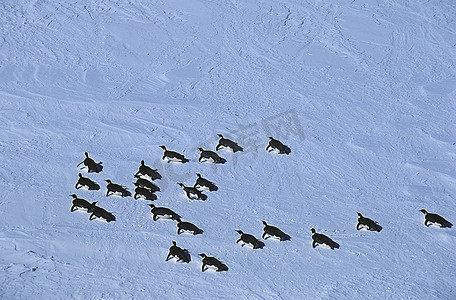 帝企鹅摄影照片_南极洲，威德尔海，里瑟拉森冰架，帝企鹅的殖民地