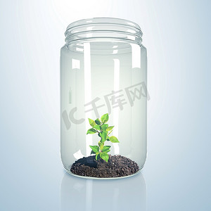 玻璃瓶里的绿芽和泥土