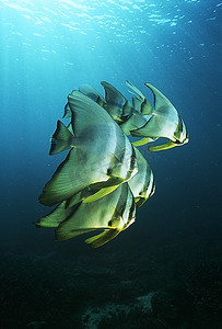 印度尼西亚，太平洋，在海面下游动的蝙蝠幼鱼(Platax Teira)