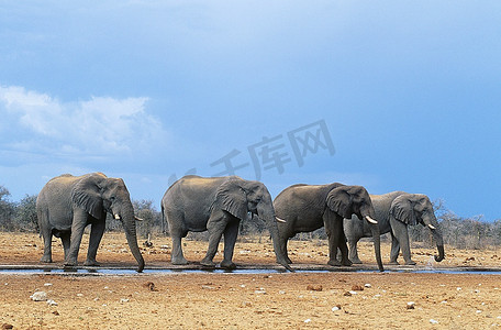 连续四头非洲象(Loxodonta Africa Ana)