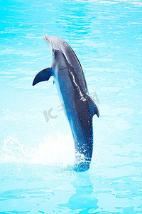 海豚表演中的海豚舞蹈