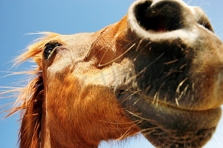 棕色的马顶着天空特写的鼻子