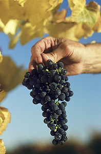 手串手串摄影照片_拿着一串黑葡萄的人，亚拉谷，维多利亚澳大利亚