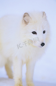 冷的摄影照片_雪地里的北极狐狸