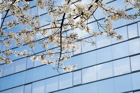 现代摩天大楼的樱花