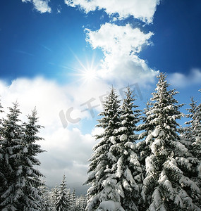 圣诞主题-冰冻的树木