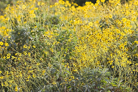 阿联酋迪拜，布尔迪拜小溪公园的花园里开着五颜六色的黄花。
