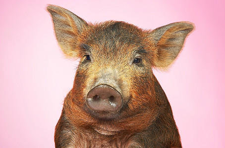 粉色背景下的棕色猪特写镜头