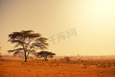 非洲风景