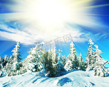 冷淡摄影照片_圣诞主题-冰冻的树