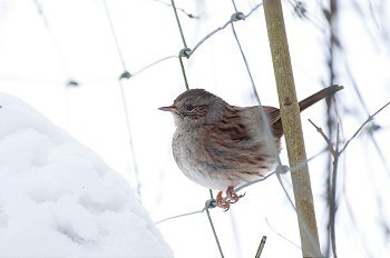 水腊绿篱摄影照片_雪中的鸟