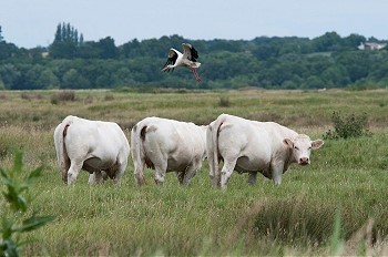 一只鸟飞过田野里的几头牛