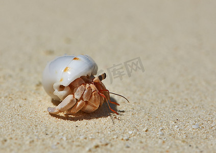 海滩螃蟹摄影照片_马尔代夫海滩上的寄居蟹
