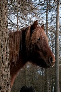 森林里的马