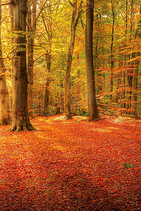 森林美丽的风景图象覆盖在秋天秋天颜色对比绿色和橙色，棕色和金子