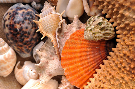 五颜六色的美丽海洋贝壳和海星
