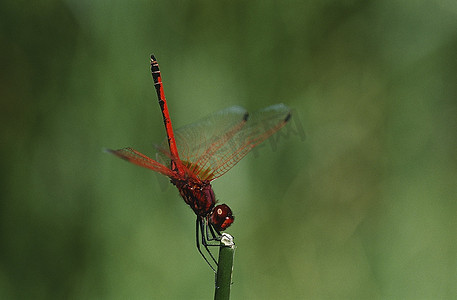 红色蜻蜓摄影照片_柯比和锐利；S：茎上的垂翼蜻蜓，特写