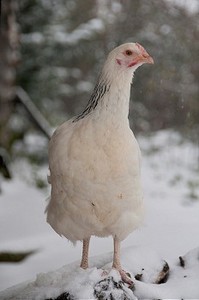 雪地农场上的一只鸡