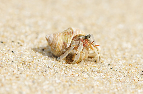 安达曼海海滩上的寄居蟹
