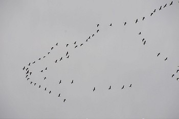 群鸟摄影照片_一群鸟在阴天飞翔