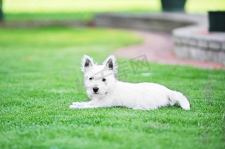 小白狗躺在绿色的草坪上