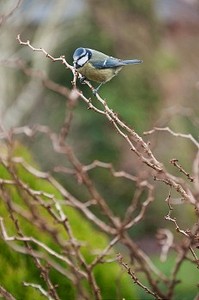 树枝上的一只蓝山雀