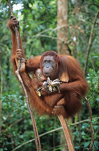 红毛猩猩在树上拥抱幼崽