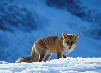 雪场红狐