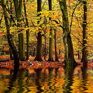 美丽的森林景观与鲜艳的秋秋季节色彩映照在水中