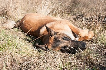 一只德国牧羊犬躺在地上