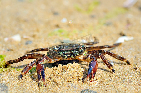 海滩螃蟹摄影照片_海滩上靠海沙滩上的天然螃蟹