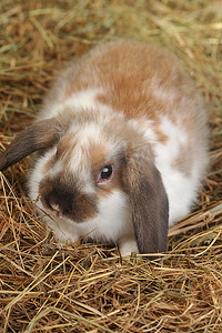 白色兔子摄影照片_毛茸茸的兔子躺在柔软的干草上