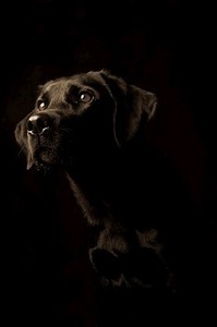 育成摄影照片_画室里的一只狗的肖像，孤立在黑色背景上