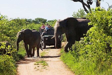 两个大象穿越公路吉普车与游客在背景