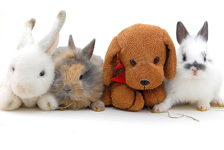 玩具小兔子摄影照片_白色背景上孤立的小兔子和玩具