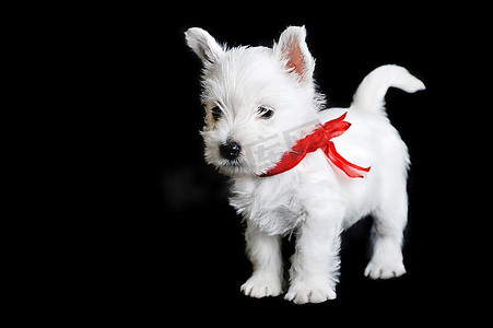 可爱的白色小狗，黑色孤立的红色丝带，肖像