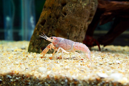 水族馆里的海洋生活小龙虾与蓝尾蝾螈共舞