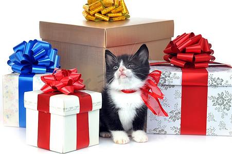 礼品盒旁边的小可爱小猫