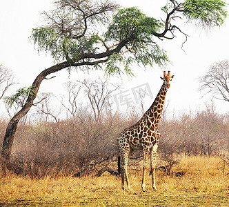 博茨瓦纳摄影照片_长颈鹿