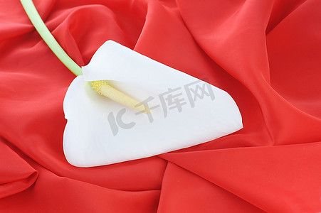 白色飘逸的窗帘摄影照片_红色飘逸的布料和白色的马蹄莲