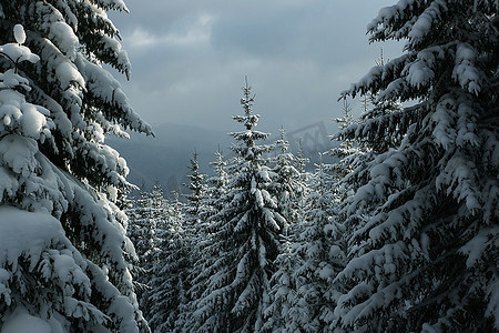 圣诞主题-冰冻的树木