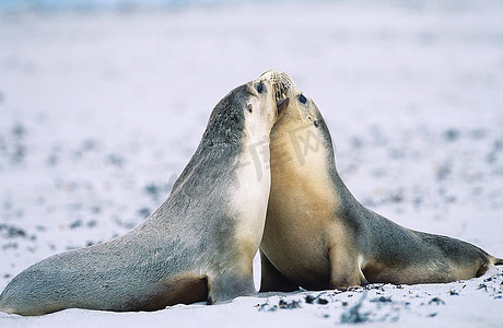 海豹拍手摄影照片_海滩上粘着两只毛皮海豹