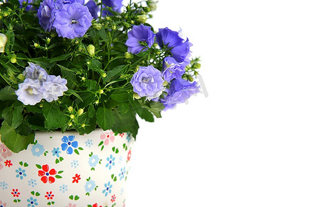 花盆中的蓝色风铃花