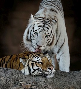 白色和棕色的老虎休息