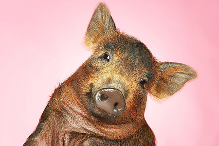 千张卷猪头肉摄影照片_粉红色背景下的棕色猪，特写抬起头