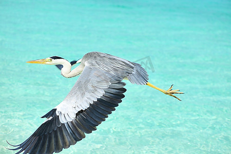 马尔代夫海滩上的苍鹭