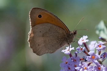 蝴蝶在布丁兰灌木丛上